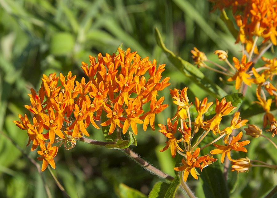 Butterfly Weed